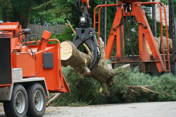 How Our Tree Care Process Works  in  Stroudsburg, PA